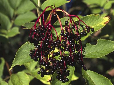 Schwarzer Holunder (Sambucus nigra)