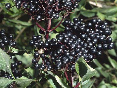 Schwarzer Holunder (Sambucus nigra)