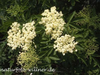 Schwarzer Holunder (Sambucus nigra)