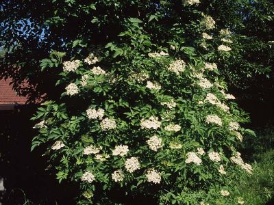Schwarzer Holunder (Sambucus nigra) Foto W. Willner-10