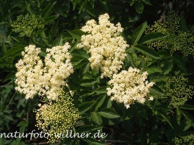 Schwarzer Holunder (Sambucus nigra) Foto W. Willner-14