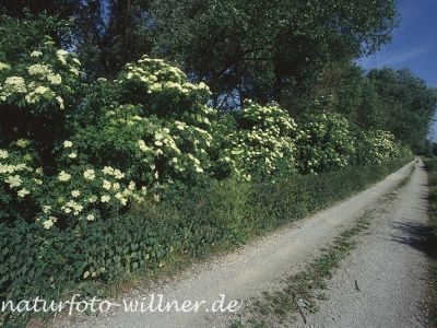 Schwarzer Holunder (Sambucus nigra) Foto W. Willner-15