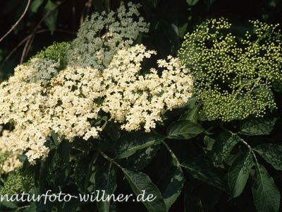 Schwarzer Holunder (Sambucus nigra) Foto W. Willner-19