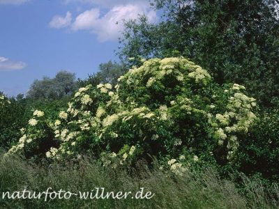 Schwarzer Holunder (Sambucus nigra) Foto W. Willner-2