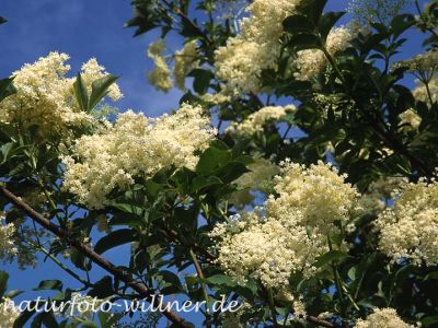 Schwarzer Holunder (Sambucus nigra) Foto W. Willner-5
