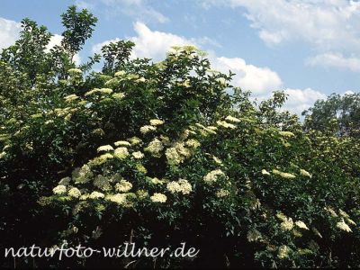 Schwarzer Holunder (Sambucus nigra) Foto W. Willner-8