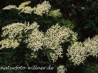 Schwarzer Holunder (Sambucus nigra) Foto W. Willner