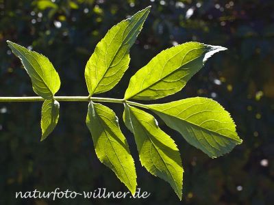 Schwarzer Holunder Sambucus nigra Foto Wolfgang Willner Naturfoto-7
