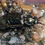 Schwarzer Krummhornkäfer oder Borstenhornläufer (Loricera pilicornis) 12 Foto W. Willner