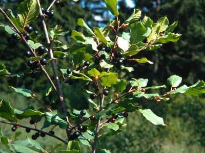 Schwarzer Maulbeerbaum Morus nigra Foto W. Willner-10