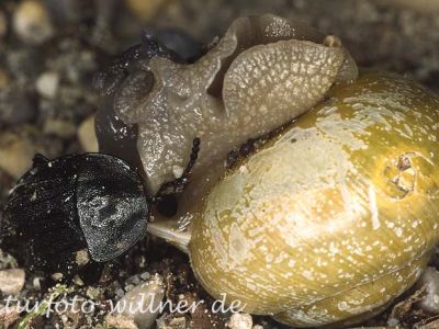 Schwarzer Schneckenjäger 8 (Phosphuga atrata) Foto W. Willner
