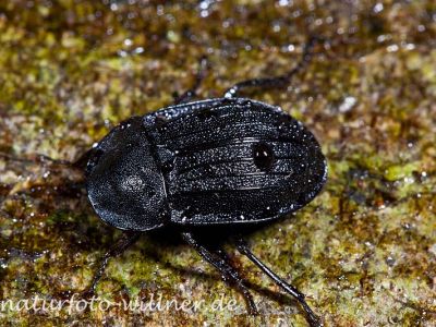 Schwarzer Schneckenjäger (Phosphuga atrata) Foto W. Willner