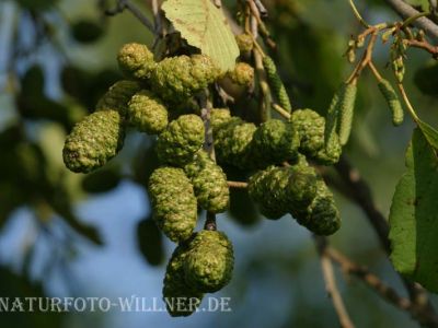 Schwarzerle Alnus glutinosa Foto Wolfgang Willner Naturfoto-2-2