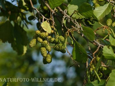 Schwarzerle Alnus glutinosa Foto Wolfgang Willner Naturfoto-3-2