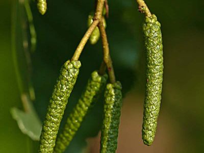 Schwarzerle Alnus glutinosa Foto Wolfgang Willner Naturfoto-9-2