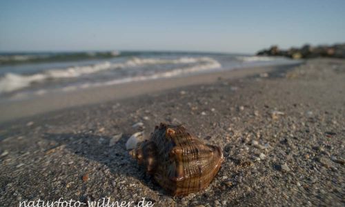 Schwarzes Meer Küste bei Vadu Rumänien Naturfoto WillnerDSC_0788