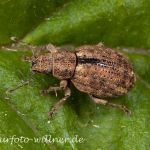 Schwarzfleckiger Trapezrüssler Strophosoma melanogrammum Foto W. Willner-5