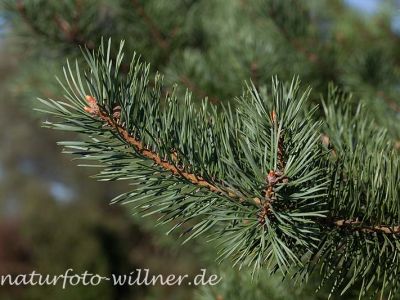 Schwarzkiefer Pinus nigra Foto Wolfgang Willner Naturfoto-2