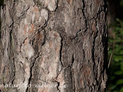 Schwarzkiefer Pinus nigra Foto Wolfgang Willner Naturfoto-6