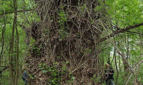 Schwarzpappel Populus nigra Naturfoto Willner P5080014