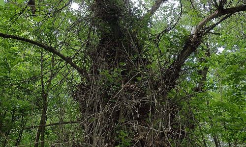 Schwarzpappel Populus nigra Naturfoto Willner P5080015