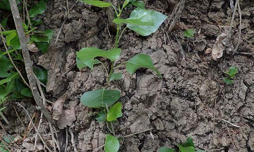 Schwarzpappel Populus nigra Naturfoto Willner P5080019