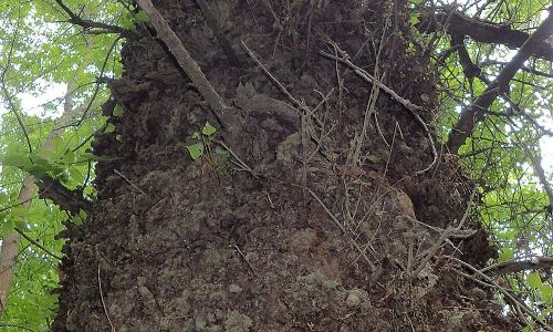 Schwarzpappel Populus nigra Naturfoto Willner P5080021