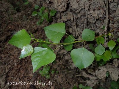 Schwarzpappel Populus nigra Naturfoto Willner P5080023