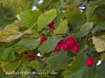 Schwedische Mehlbeere Sorbus intermedia Foto Wolfgang Willner Naturfoto-3