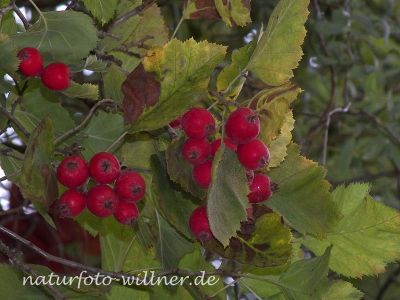Schwedische Mehlbeere Sorbus intermedia Foto Wolfgang Willner Naturfoto-5