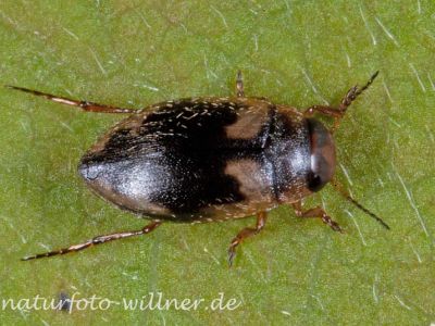 Sechsfleckiger Zwergschwimmer (Hydroporus palustris) Foto W. Willner-1