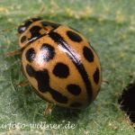 Sechzehnpunkt-Marienkäfer (Tytthaspis sedecimpunctata ) Foto W. Willner-3