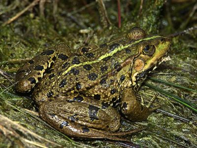 Seefrosch 15 Foto W. Willner