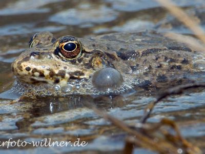 Seefrosch (Pelophylax ridibundus) Foto W. Willner_2017-08-15_0606_C0005_000023