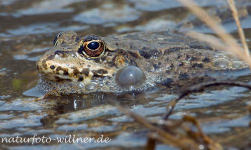 Seefrosch (Pelophylax ridibundus) Foto W. Willner_2017-08-15_0606_C0005_000023