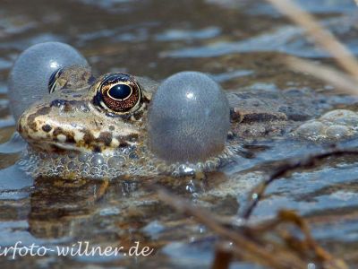 Seefrosch (Pelophylax ridibundus) Foto W. Willner_2017-08-15_0606_C0005_000347