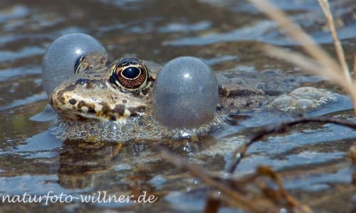 Seefrosch (Pelophylax ridibundus) Foto W. Willner_2017-08-15_0606_C0005_000347