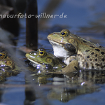 Seefrosch Rana ridibunda 10 Foto W. Willner