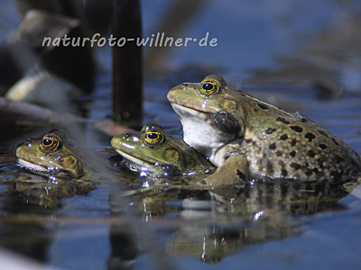 Seefrosch Rana ridibunda 10 Foto W. Willner