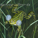 Seefrosch Rana ridibunda 11 Foto W. Willner