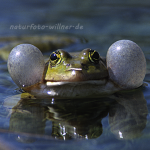 Seefrosch Rana ridibunda 3 Foto W. Willner