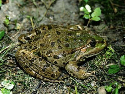 Seefrosch Rana ridibunda 5 Foto W. Willner