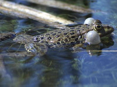 Seefrosch Rana ridibunda 7 Foto W. Willner