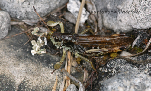 Sibirische Keulenschrecke 1 Foto W. Willner