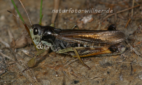 Sibirische Keulenschrecke Aeropus sibiricus Foto W. Willner-3