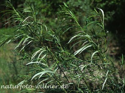 Silber-Weide (Salix alba) Foto W. Willner