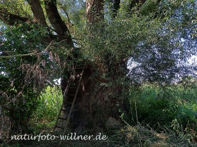 Silberweide 300 jährig (Salix alba) Foto W. Willner 8260156