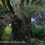 Silberweide 300 jährig (Salix alba) Foto W. Willner 8260156