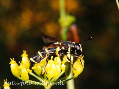 Sphiximorpha subsessilis Foto W. Willner Naturfoto