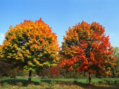 Spitzahorn Acer platanoides Herbstlaub Foto W. Willner 519